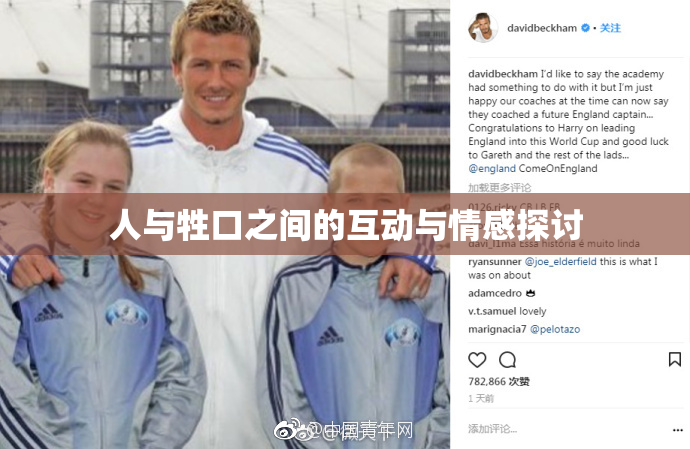 人与牲口之间的互动与情感探讨