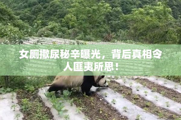 女厕撒尿秘辛曝光，背后真相令人匪夷所思！