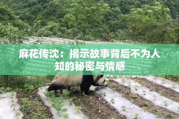 麻花传沈：揭示故事背后不为人知的秘密与情感