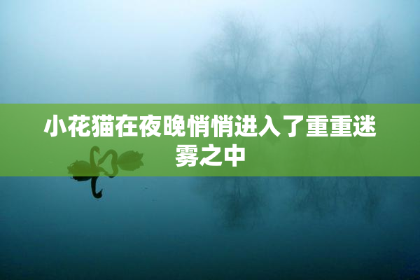 小花猫在夜晚悄悄进入了重重迷雾之中