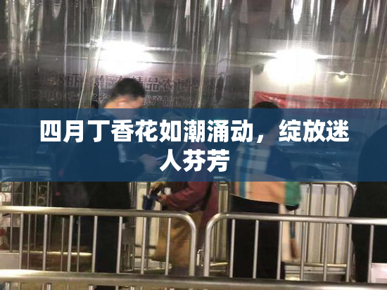 四月丁香花如潮涌动，绽放迷人芬芳