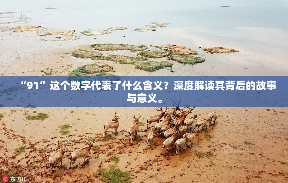 “91”这个数字代表了什么含义？深度解读其背后的故事与意义。