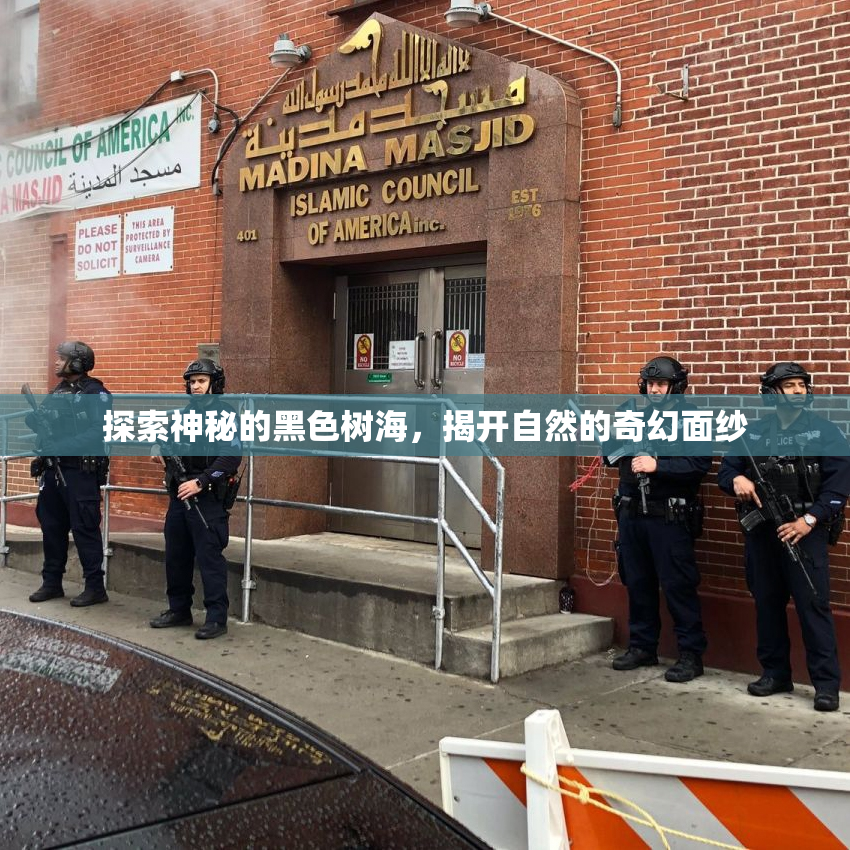 探索神秘的黑色树海，揭开自然的奇幻面纱
