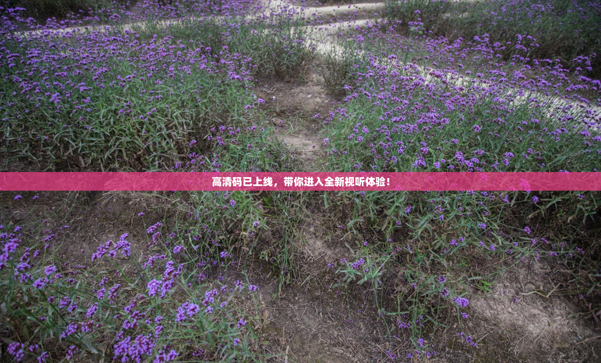 高清码已上线，带你进入全新视听体验！