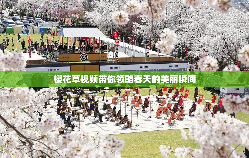 樱花草视频带你领略春天的美丽瞬间