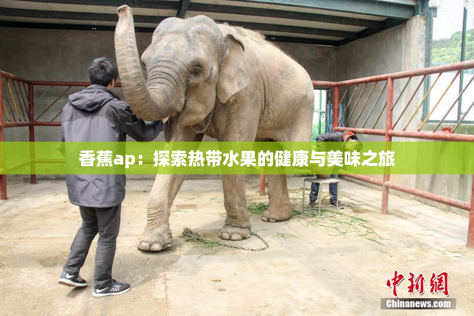 香蕉ap：探索热带水果的健康与美味之旅