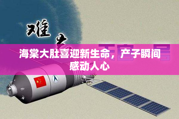 海棠大肚喜迎新生命，产子瞬间感动人心