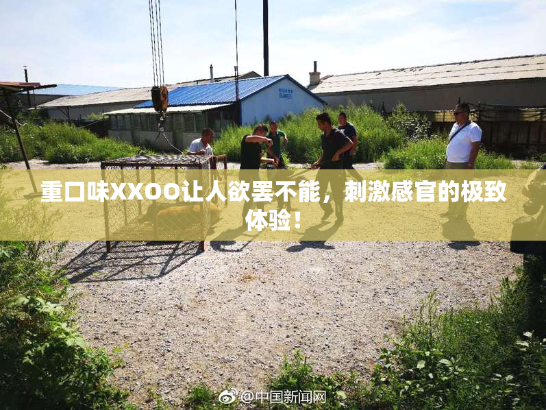重口味XXOO让人欲罢不能，刺激感官的极致体验！