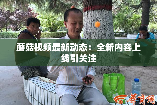 蘑菇视频最新动态：全新内容上线引关注