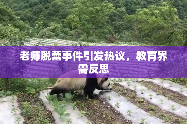 老师脱蕾事件引发热议，教育界需反思