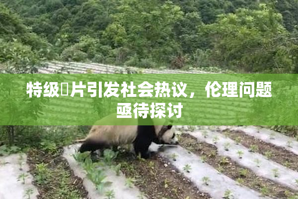 特级婬片引发社会热议，伦理问题亟待探讨