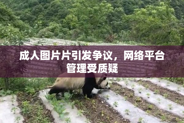 成人图片片引发争议，网络平台管理受质疑
