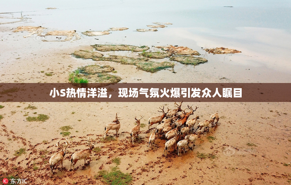 小S热情洋溢，现场气氛火爆引发众人瞩目