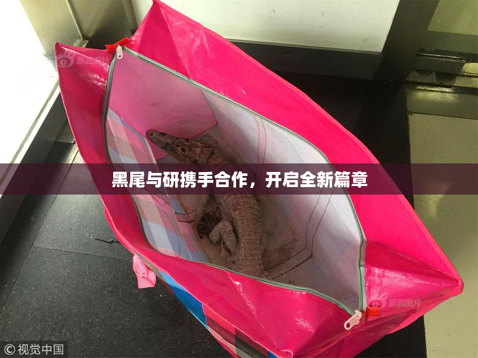 黑尾与研携手合作，开启全新篇章