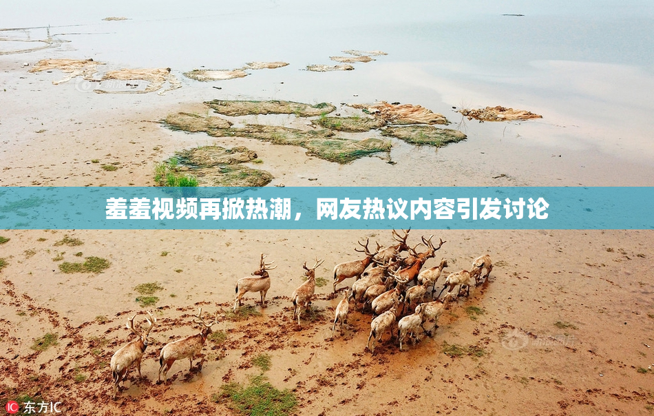 羞羞视频再掀热潮，网友热议内容引发讨论