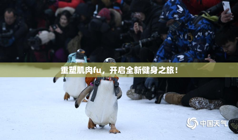 重塑肌肉fu，开启全新健身之旅！