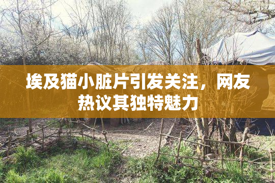 埃及猫小脏片引发关注，网友热议其独特魅力
