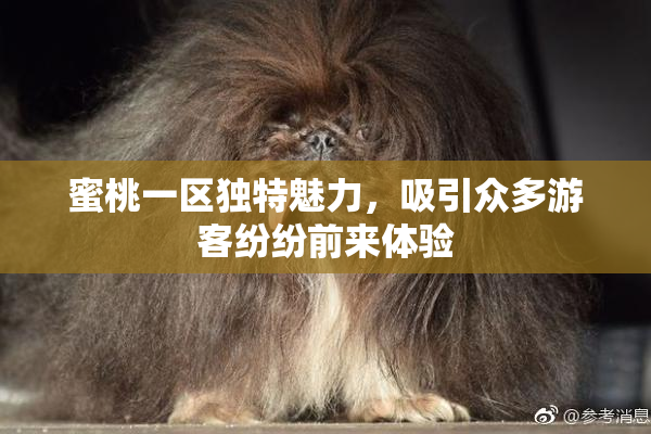 蜜桃一区独特魅力，吸引众多游客纷纷前来体验