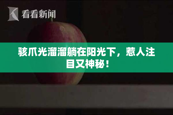 骇爪光溜溜躺在阳光下，惹人注目又神秘！
