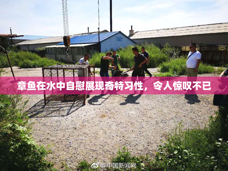 章鱼在水中自慰展现奇特习性，令人惊叹不已