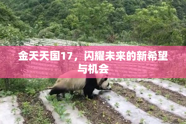 金天天国17，闪耀未来的新希望与机会
