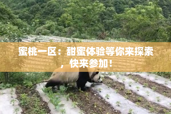 蜜桃一区：甜蜜体验等你来探索，快来参加！