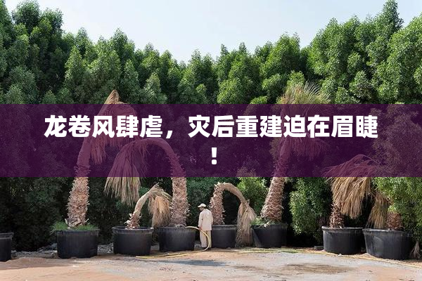 龙卷风肆虐，灾后重建迫在眉睫！