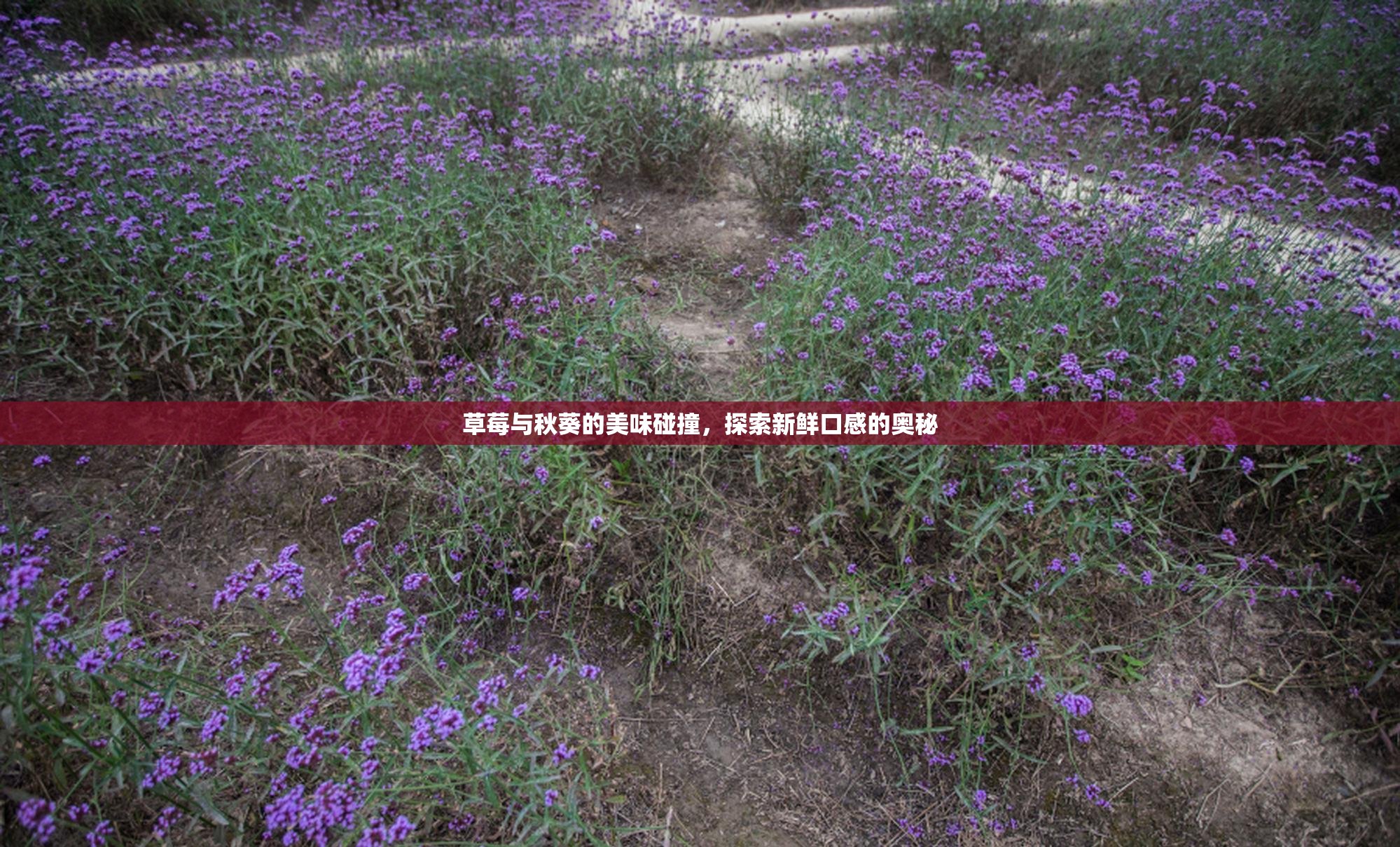 草莓与秋葵的美味碰撞，探索新鲜口感的奥秘