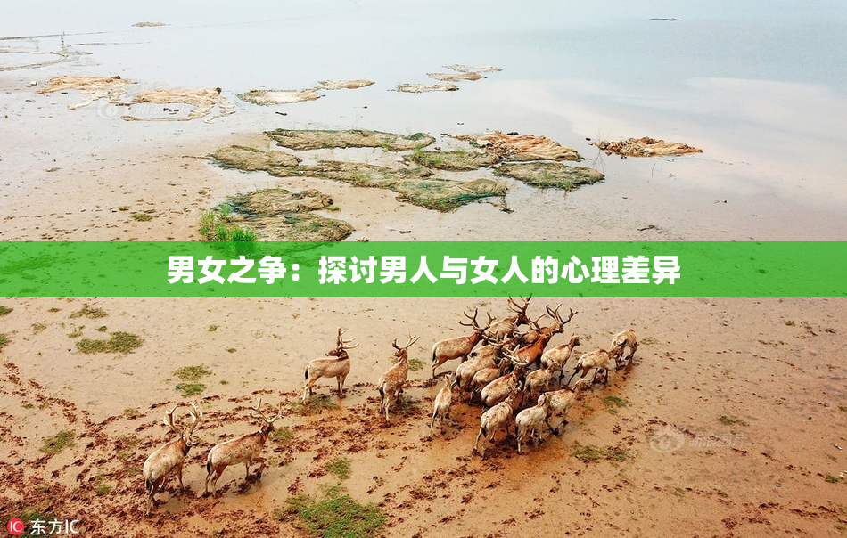 男女之争：探讨男人与女人的心理差异