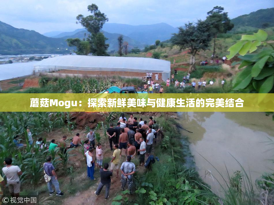 蘑菇Mogu：探索新鲜美味与健康生活的完美结合
