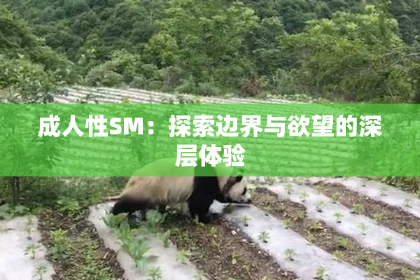 成人性SM：探索边界与欲望的深层体验