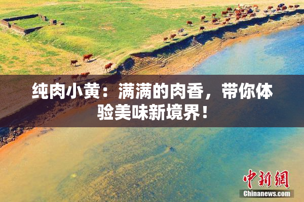 纯肉小黄：满满的肉香，带你体验美味新境界！