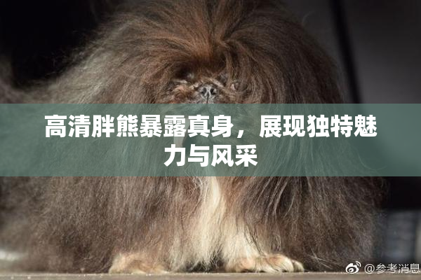 高清胖熊暴露真身，展现独特魅力与风采