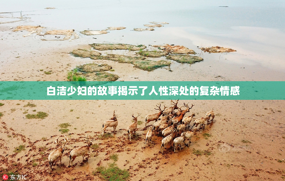 白洁少妇的故事揭示了人性深处的复杂情感