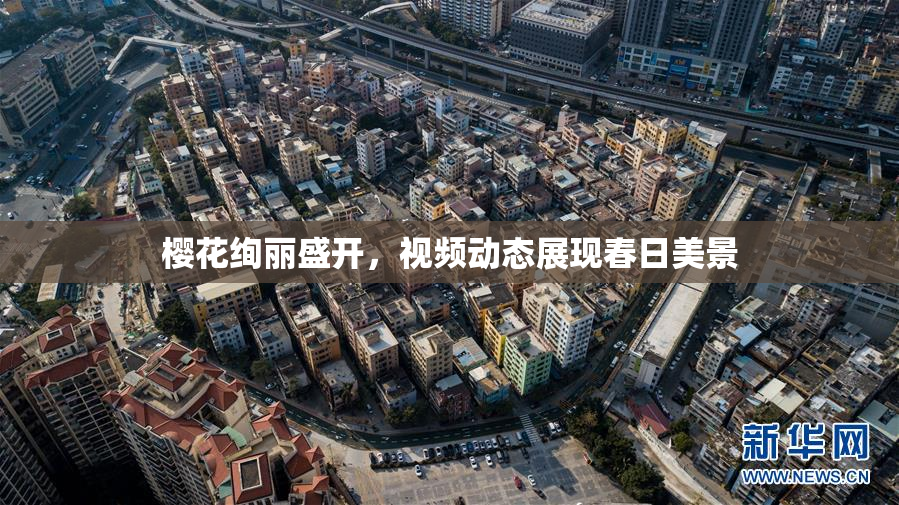 樱花绚丽盛开，视频动态展现春日美景