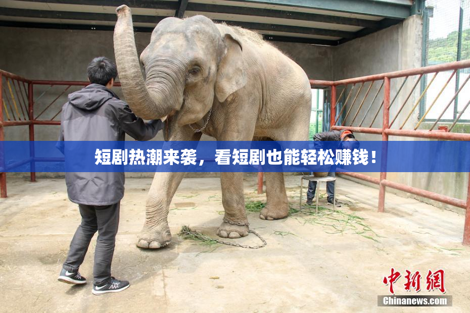 短剧热潮来袭，看短剧也能轻松赚钱！