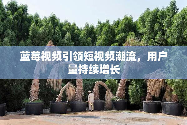 蓝莓视频引领短视频潮流，用户量持续增长
