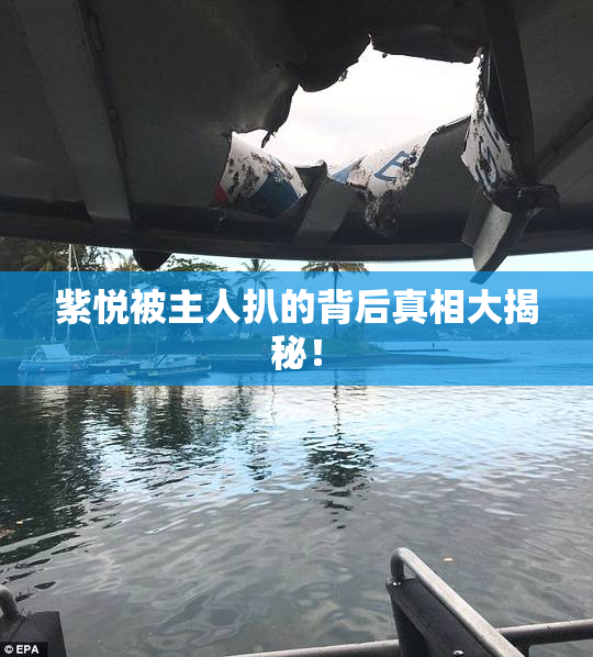 紫悦被主人扒的背后真相大揭秘！