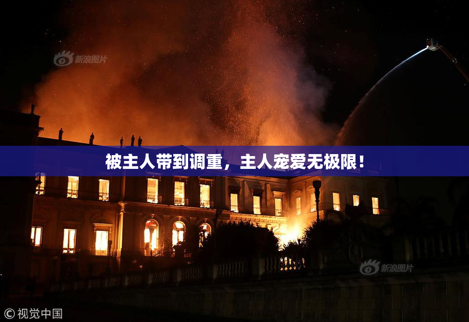 被主人带到调重，主人宠爱无极限！