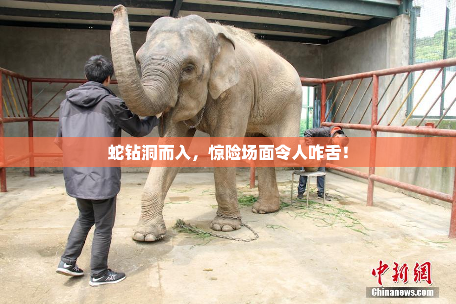 蛇钻洞而入，惊险场面令人咋舌！