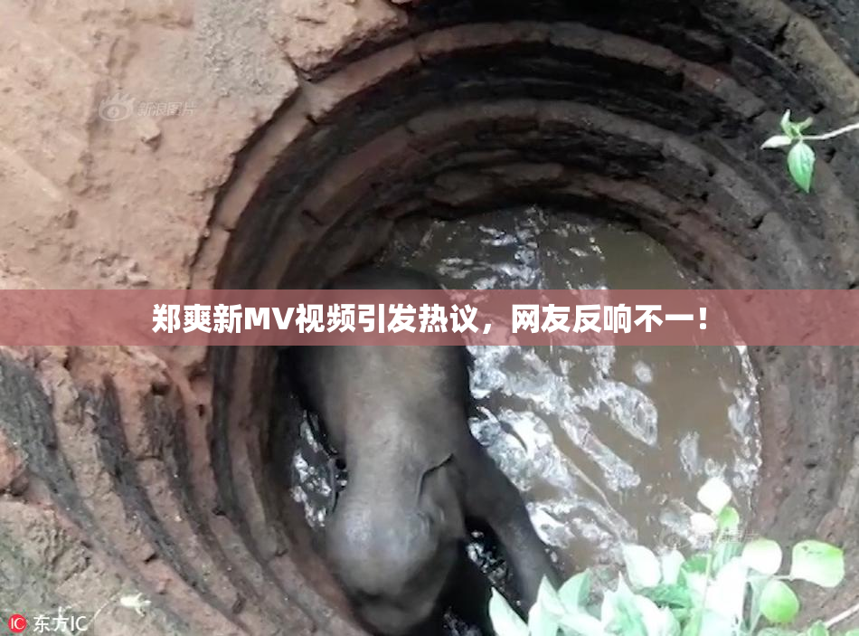 郑爽新MV视频引发热议，网友反响不一！