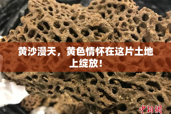 黄沙漫天，黄色情怀在这片土地上绽放！