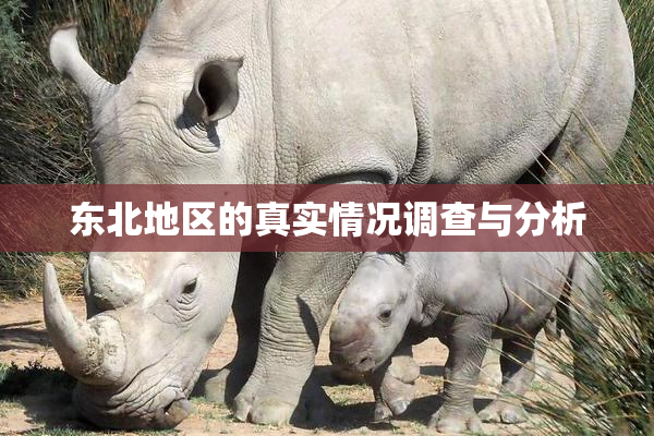 东北地区的真实情况调查与分析