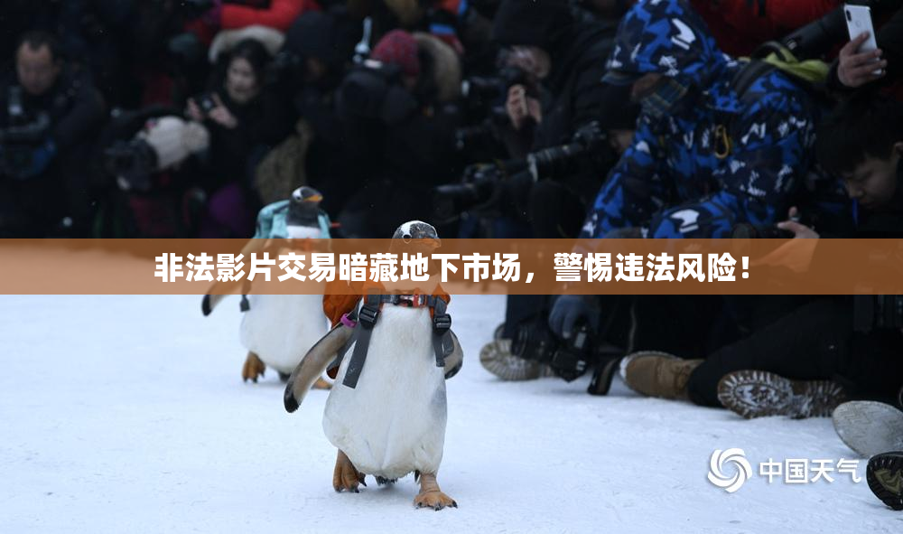 非法影片交易暗藏地下市场，警惕违法风险！