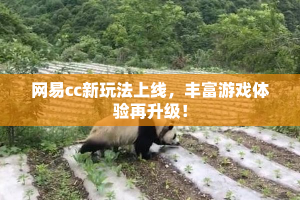 网易cc新玩法上线，丰富游戏体验再升级！