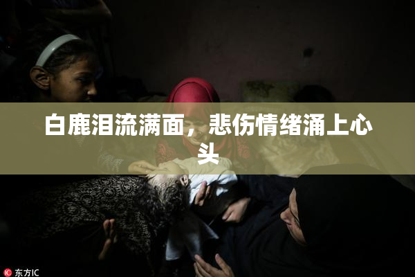 白鹿泪流满面，悲伤情绪涌上心头