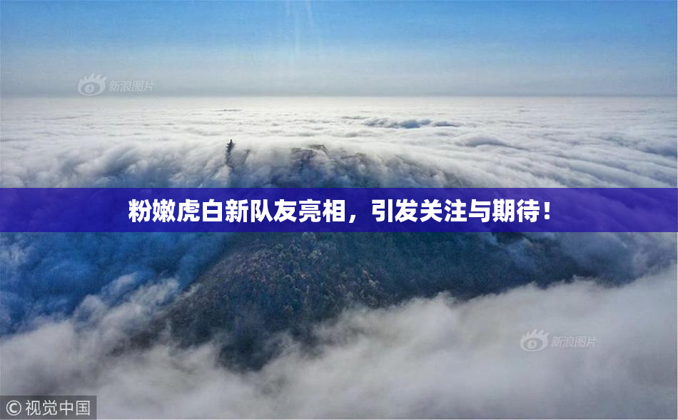 粉嫩虎白新队友亮相，引发关注与期待！