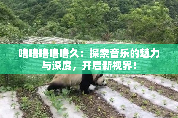 噜噜噜噜噜久：探索音乐的魅力与深度，开启新视界！