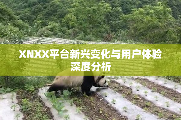 XNXX平台新兴变化与用户体验深度分析
