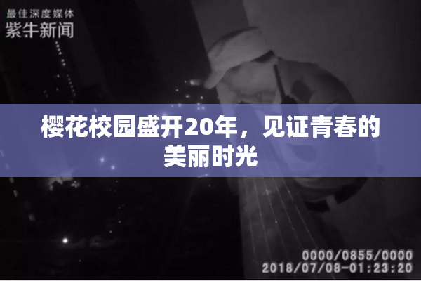 樱花校园盛开20年，见证青春的美丽时光